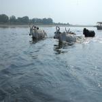 Vraj-Yatra-2014- (1025)